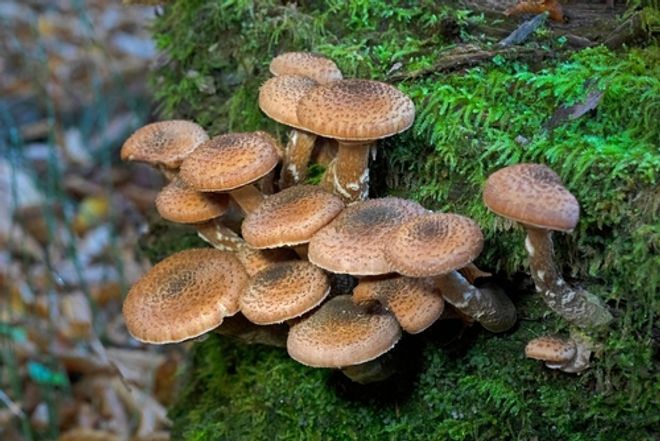 Armillaria ostoyae growing on a tree Armillaria ostoyae growing on a tree