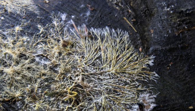 Fungal mycelium on a surface Fungal mycelium on a surface