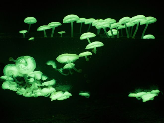 bright green mushrooms bright green mushrooms