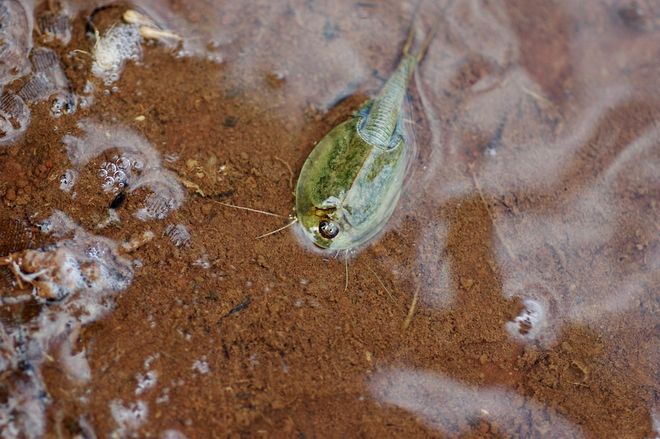 Triops longicaudatus
