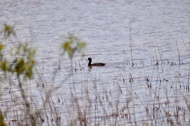 Hawaiian coot