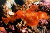 This Shaggy New Fish Looked So Much Like Snuffleupagus That Scientists Named It After Him