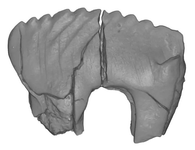 Gray image of the premolar of Camurodon borealis Gray image of the premolar of Camurodon borealis