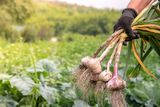 Garlic May Stop Mosquitoes and Fruit Flies From Mating, and Could Inspire New Pest Controls