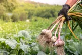 Farmer harvesting garlic