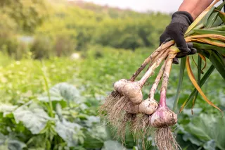 Farmer harvesting garlic