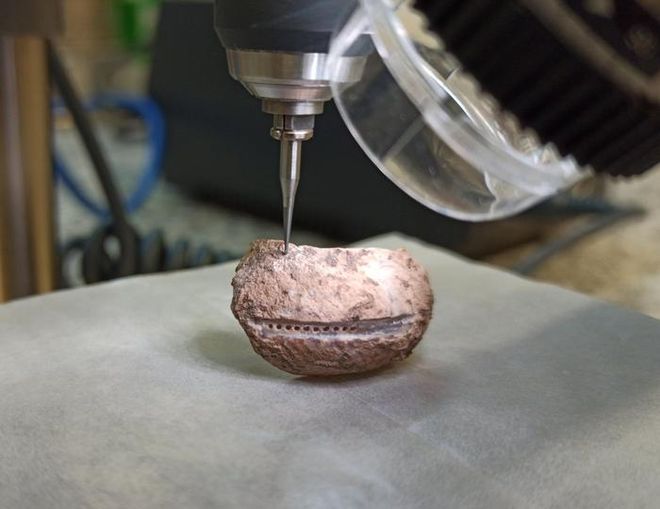 Phorcus turbinatus in a laboratory