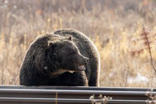A large grizzly bear resembling The Boss stands beside railway tracks in Banff National Park in Alberta, Canada