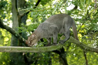 What is the ghost cat, jaguarundi on a tree branch