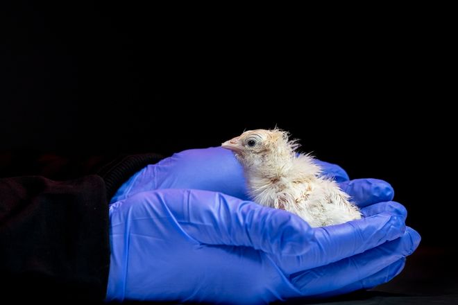 Colossal Biosciences hatch first chick from artificial egg