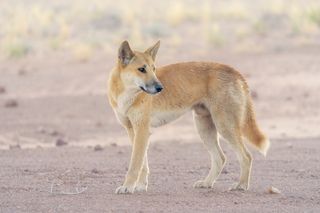 A dingo in the desert