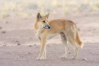 A dingo in the desert