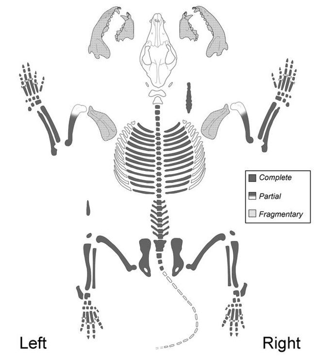Dingo skeleton diagram 