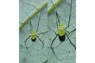 The newly discovered Himalayan Happy-Face spider displaying a red smile-like marking on its pale green abdomen while resting on a leaf in Uttarakhand, India.
