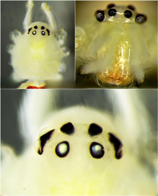 Close-up microscope images of the cephalothorax of a female Himalayan Happy-Face spider (Theridion himalayana), showing distinctive dark facial markings and eye arrangement.