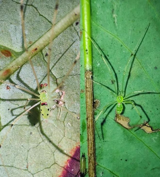 Male and female Himalayan Happy-Face spiders (Theridion himalayana) resting on leaves.