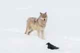 Wolf pup from Wapiti Lake wolf pack in Yellowstone National Park