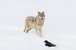 Wolf pup from Wapiti Lake wolf pack in Yellowstone National Park