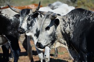 several cattle standing in a group 