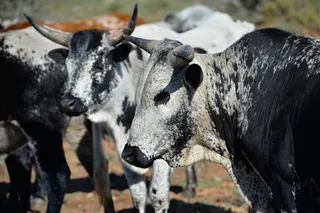 several cattle standing in a group 