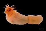 Ocean Census Uncovers 1,121 New Marine Species From Sea Caves to Deep Trenches