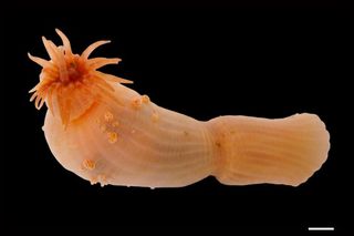 orange Burrowing Sea Anemone (Harenactis sp.)