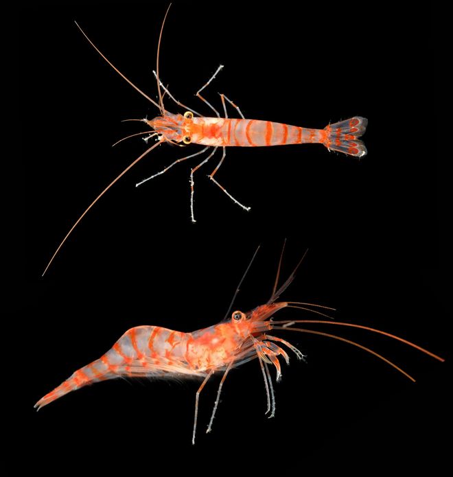 Sea cave shrimp (Caridion sp.1) 
