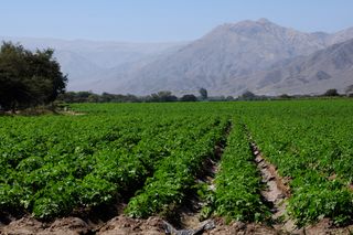Potato farm in the Andes Mountains 
