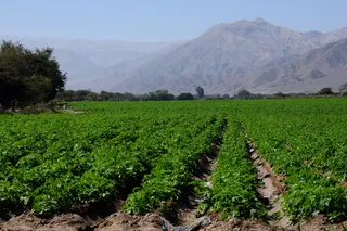 Potato farm in the Andes Mountains 