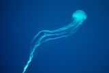 New Species of Box Jellyfish Found Off Singapore — and It’s Highly Venomous