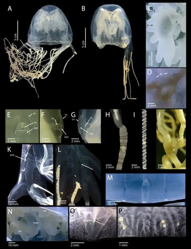 New Species of Box Jellyfish Found Off Singapore — and It’s Highly ...