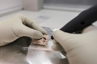 Sampling of inner ear discovery at the Megalithic society burial in Europe