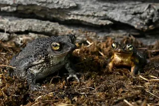 Two Puerto Rican crested toads sitting on damp soil near a log at Brookfield Zoo Chicago