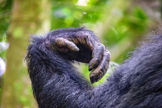 close up of chimpanzee wrist and hand