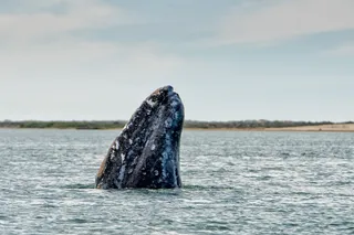 a gray whale with its head out of the water