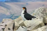 White-throated caracara on a rocky cliff 
