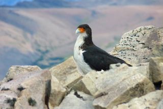 White-throated caracara on a rocky cliff 