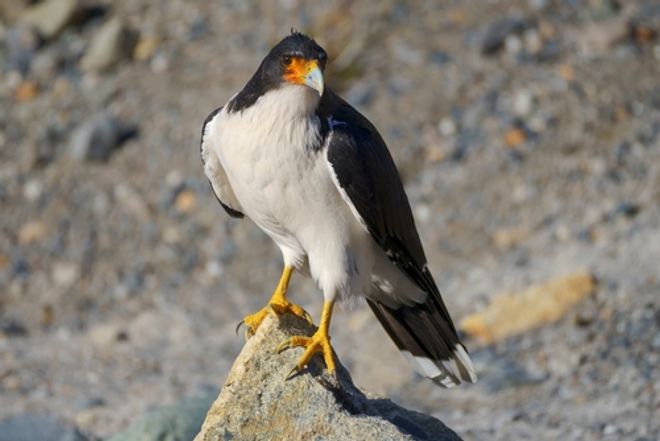 White Throated Caracara 