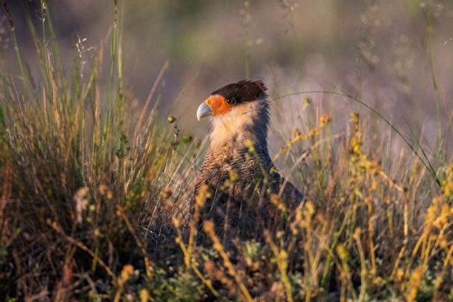 Crested Caracara in a field 