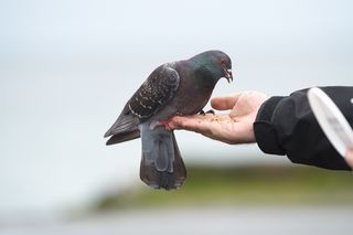 A gray rock dove eating from a human hand, illustrating the long relationship between pigeons and people dating back to the Bronze Age.