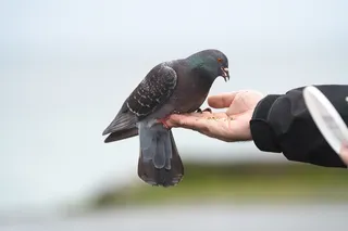 A gray rock dove eating from a human hand, illustrating the long relationship between pigeons and people dating back to the Bronze Age.