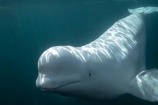 Beluga whale showing self recognition after seeing itself in a mirror