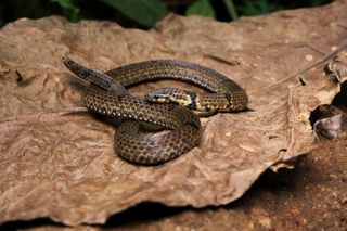 Calamaria snake species, curled up on a leaf