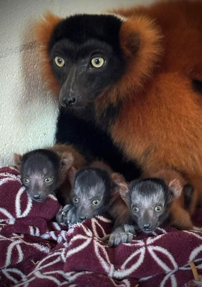 A red ruffed lemur parent sits with three young lemur babies on a blanket at Wild Adventures Theme Park in Georgia.