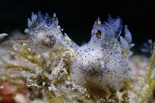 Two clear, black, and yellow, Thecacera sesama sp. nov. feeding on a bryozoan.