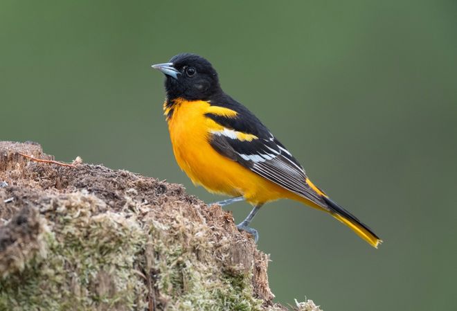 Sighting of a Baltimore Oriole bird