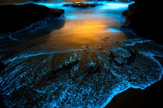 Bioluminescent waves on a beach in New South Wales