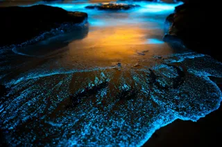 Bioluminescent waves on a beach in New South Wales