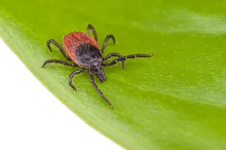 Deer tick on a green leaf