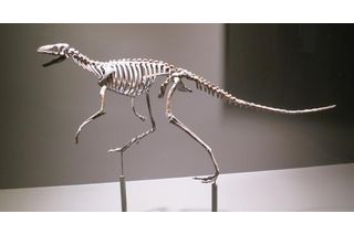 Skeleton of Marasuchus 